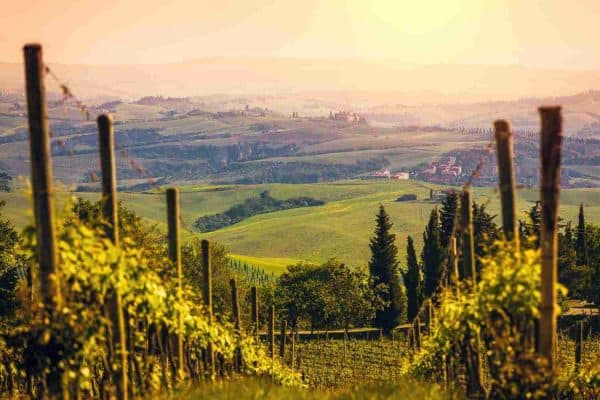 Montalcinovineyards 5c34f42f46e0fb0001046174