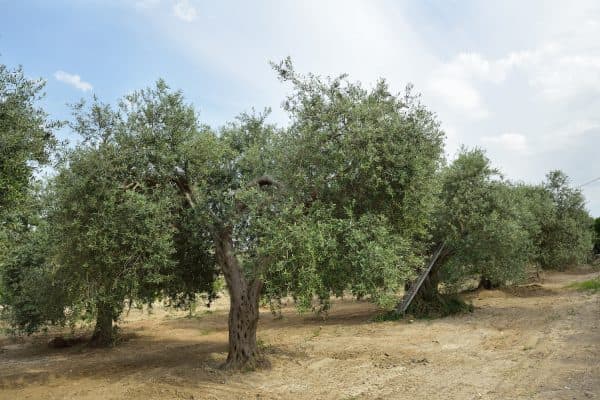 Olive trees in Italy, harvesting time. Olive trees garden, mediterranean olive field ready for harve