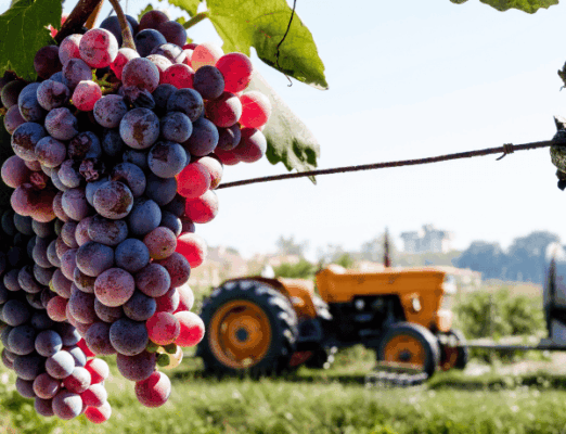 Grape