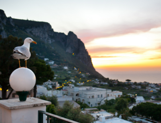 Capri  2