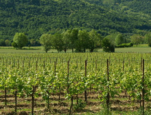 Franciacorta