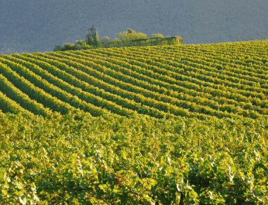 Franciacorta