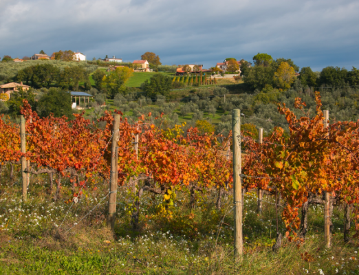 Sagrantino