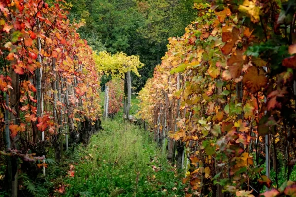 langhe hills piedmont barolo private luxury tour vineyard autumn colors