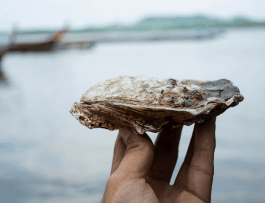 oyster