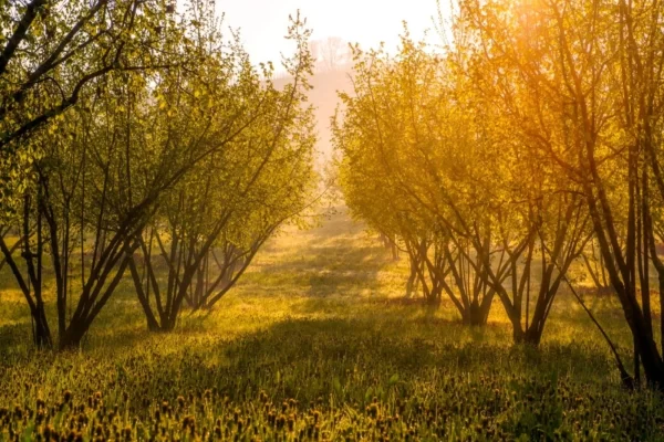 langhe hills piedmont luxury tour hazelnut orchard golden hour