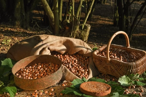 langhe hills piedmont luxury tour hazelnuts harvest cake