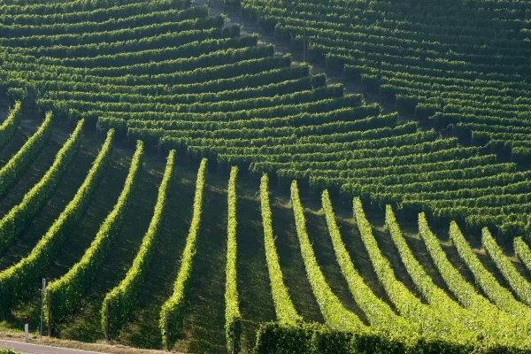 tuscany rolling vineyards hills wine country