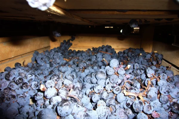 valpolicella private tour amarone wine appassimento grapes
