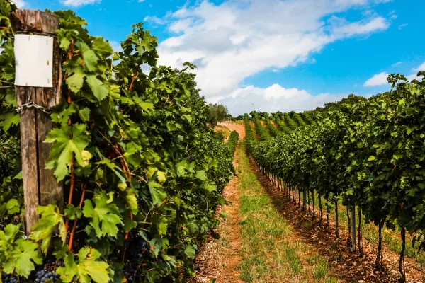 valpolicella vineyard grapevines grapes