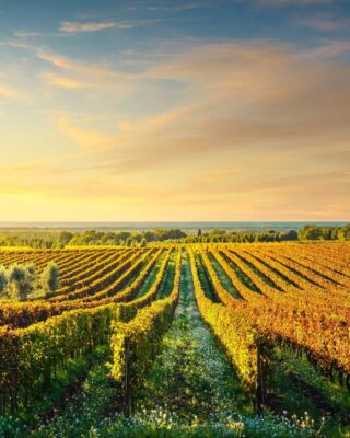 Bolgheri vineyards olive tree sunset