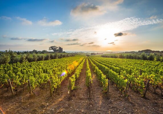 sunset upon.bolgheri vineyards.jpg