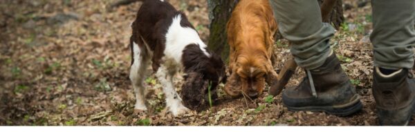 Truffle Hunting 