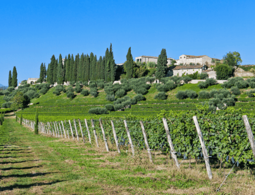 Valpolicella wine