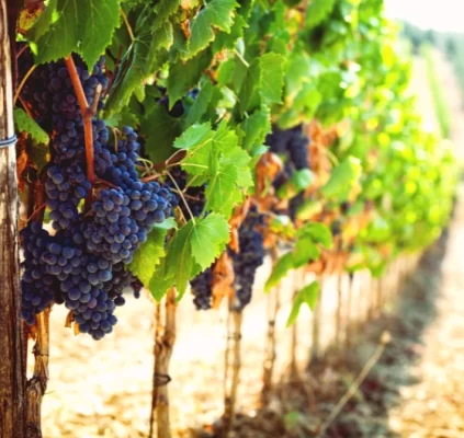 tuscany red grapes vineyard sangiovese cluster 1.webp